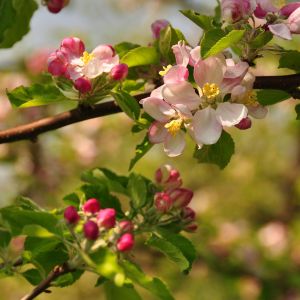 Obstbaumblüte