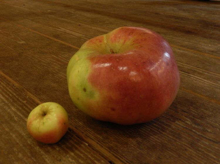 Saftherstellung, unterschiedliche Äpfel