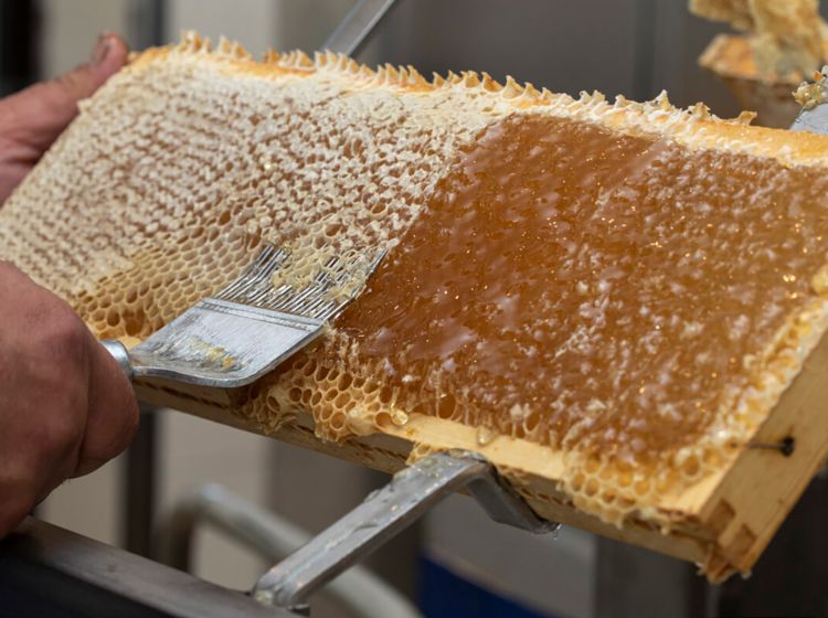 Honig-Herstellung